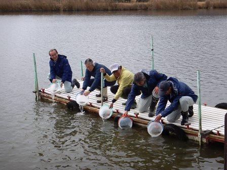 ニゴロブナ・ワタカの放流式